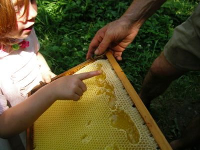 Kind nascht Honig aus Wabe